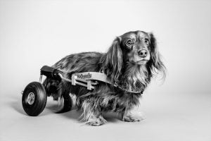Being Frank - Unconditional Joy and Wonder